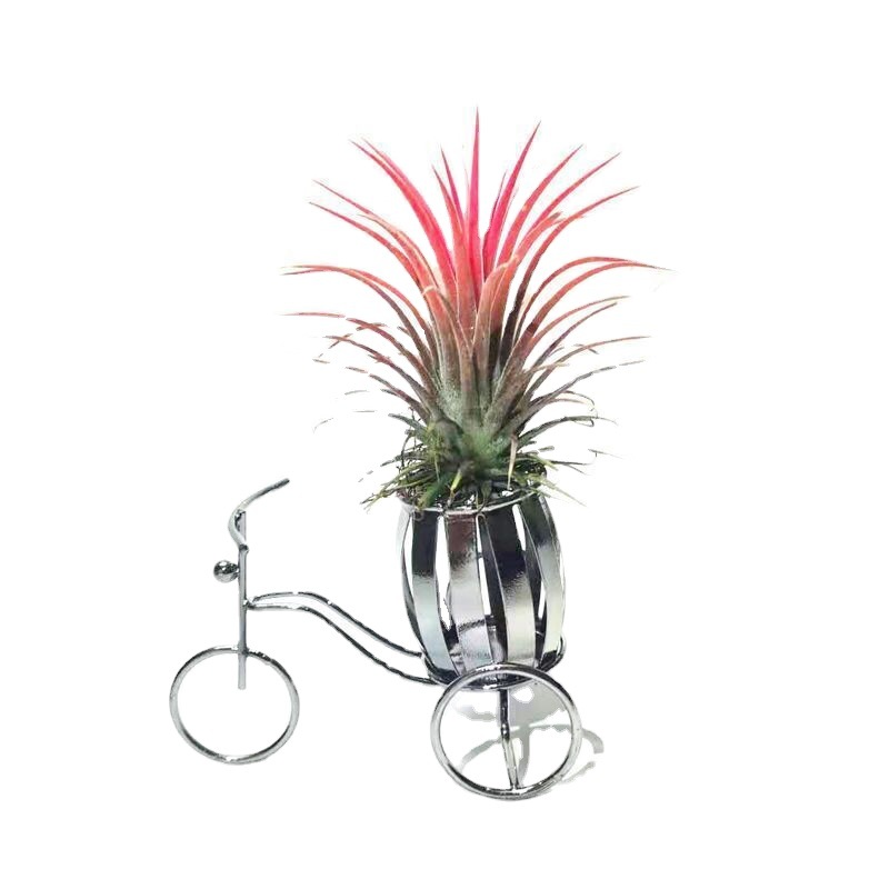 Base Straight Hair Ornamental Air Pineapple Soilless Lazy Plant Florals Indoor Easy to Grow Air Purifying Popular Plant