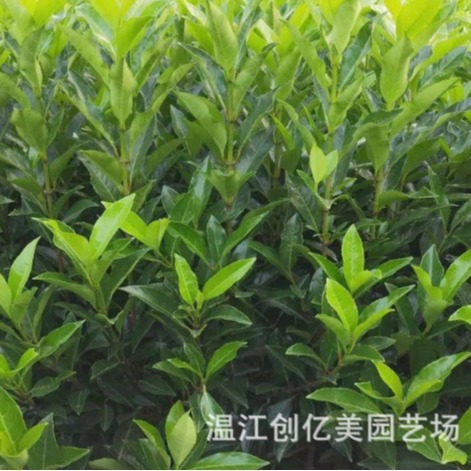French Holly Tree Coral Tree Saplings Green Hedge Wholesale Courtyard Greening Cold-Resistant