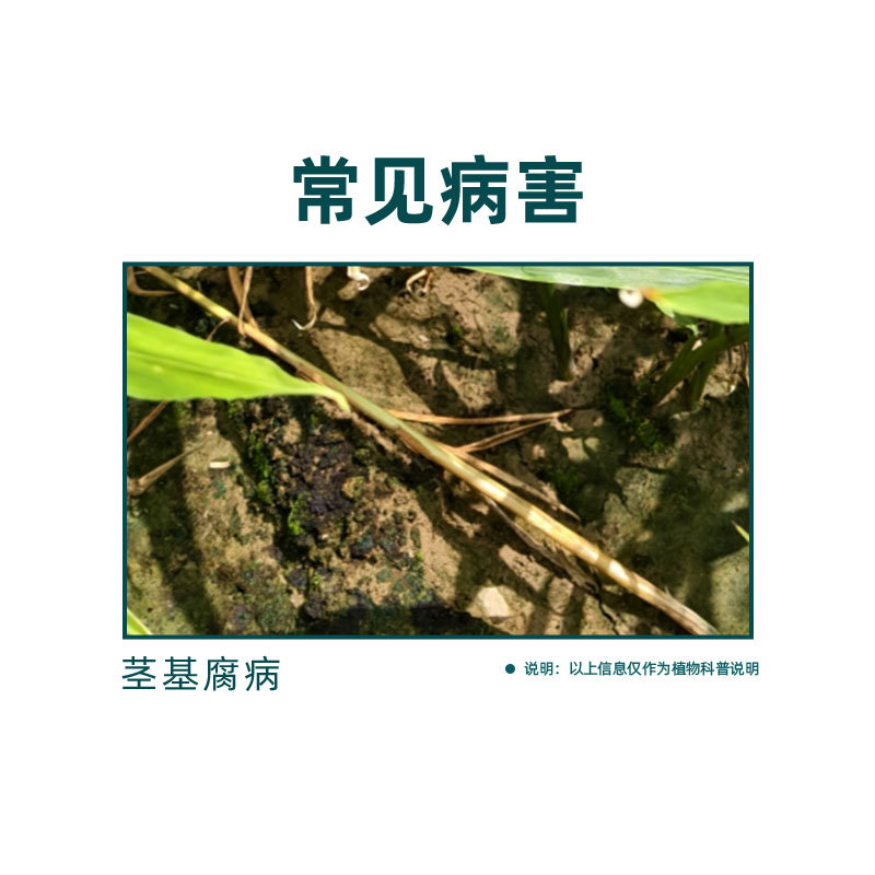 Distribution Qianbaiji Xiaohei Myxobacteria Fungicide Household Flower Xiaoheifei Medicine Rose Orchid Soil Disinfection