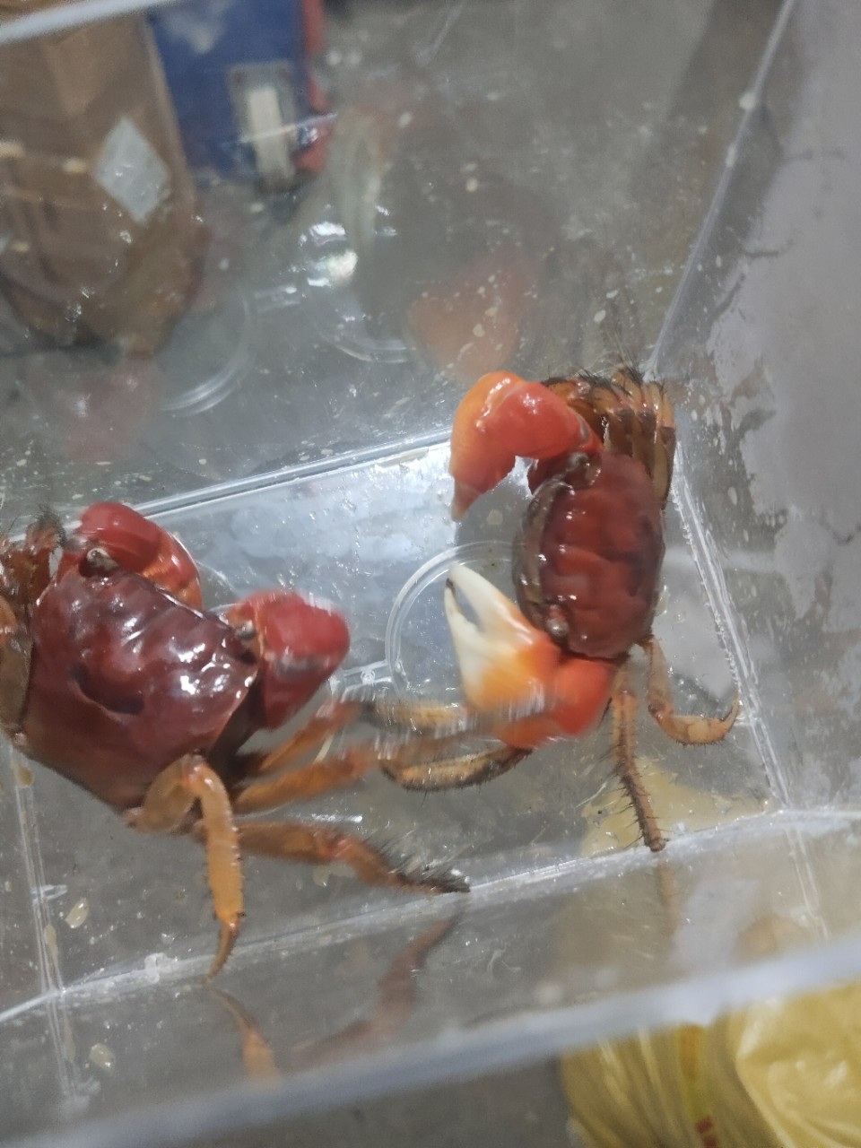 Live Pet Crabs for Aquariums, Ornamental Crabs, Native Freshwater Crabs for Stalls and Wholesale