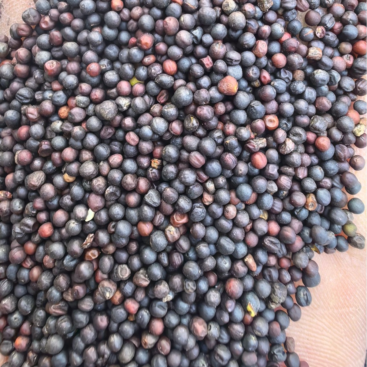 Rapeseed Wholesale Seasonal New Oil Expressed Rapeseed 50 Jin Grain Oil Crops Rapeseed