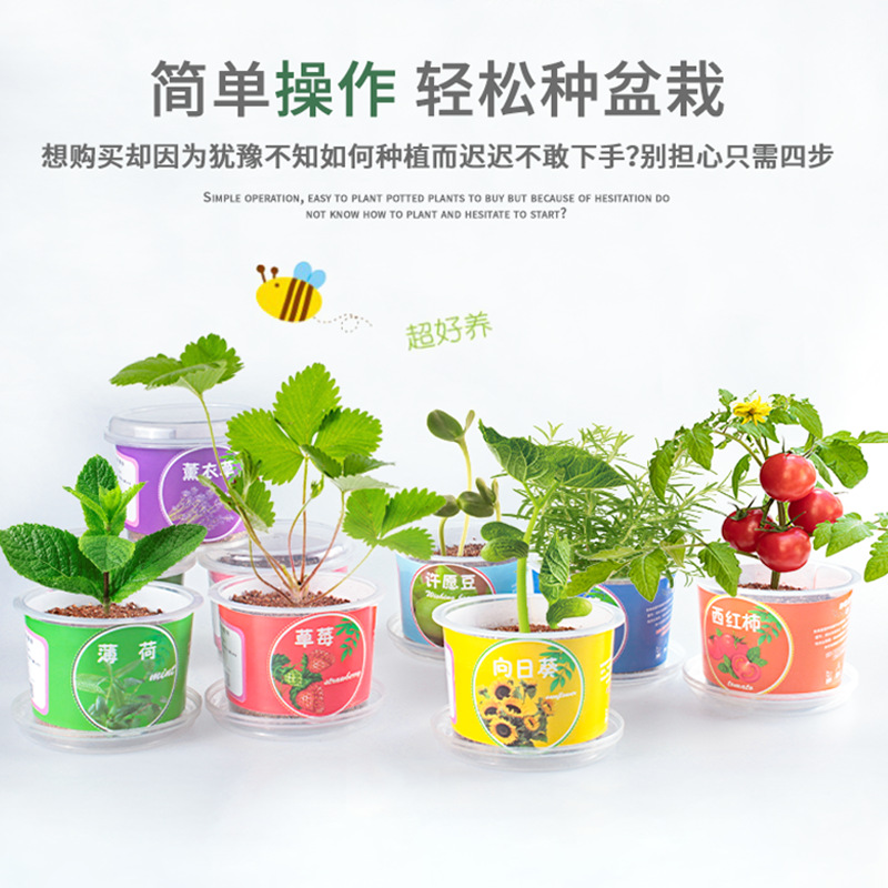 Qiaoqiao Cup Small Potted Kidsren's Handmade Toys Observation and Planting Hydroponic Creative Student Desktop Bonsai Green Plants