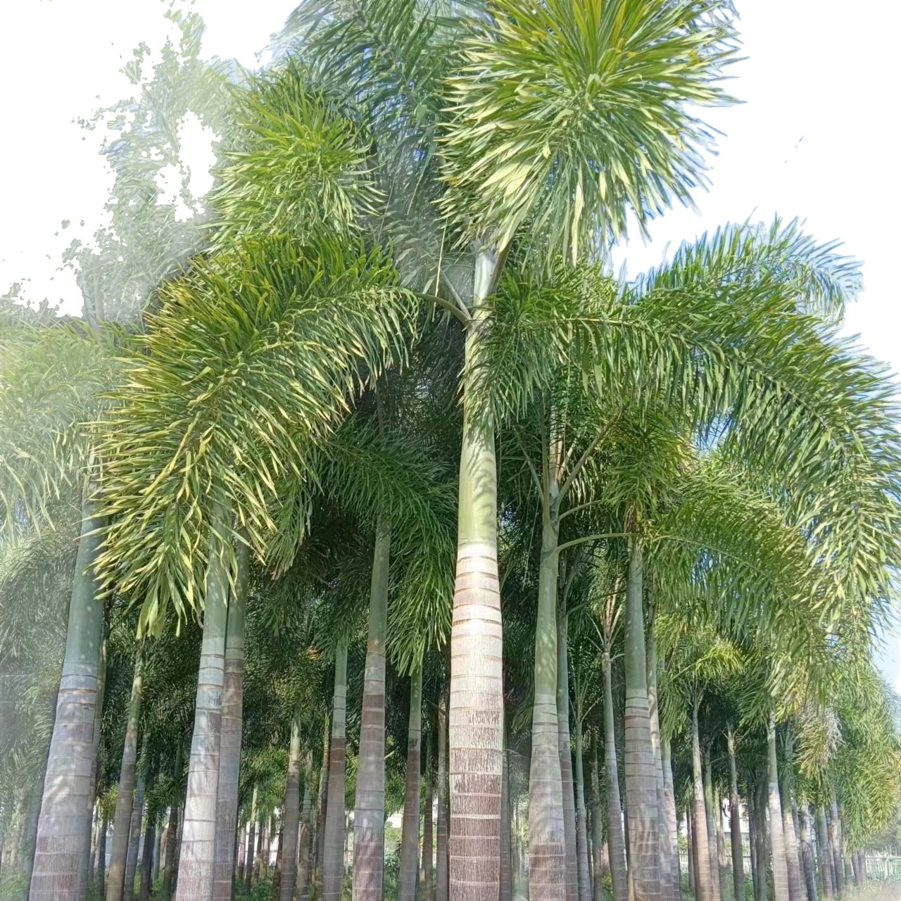 Fujian Fennel Coconut Base Zhejiang Fennel Coconut Price Northern Indoor Greenhouse Fennel Coconut Wholesale