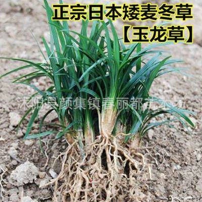 Villa Courtyard Greening Lawn Plants Japanese Low-Growing Ophiopogon Japonicus Cold-Resistant with Soil Fine-Leaf Ophiopogon Japonicus Seedlings Yu Longcao