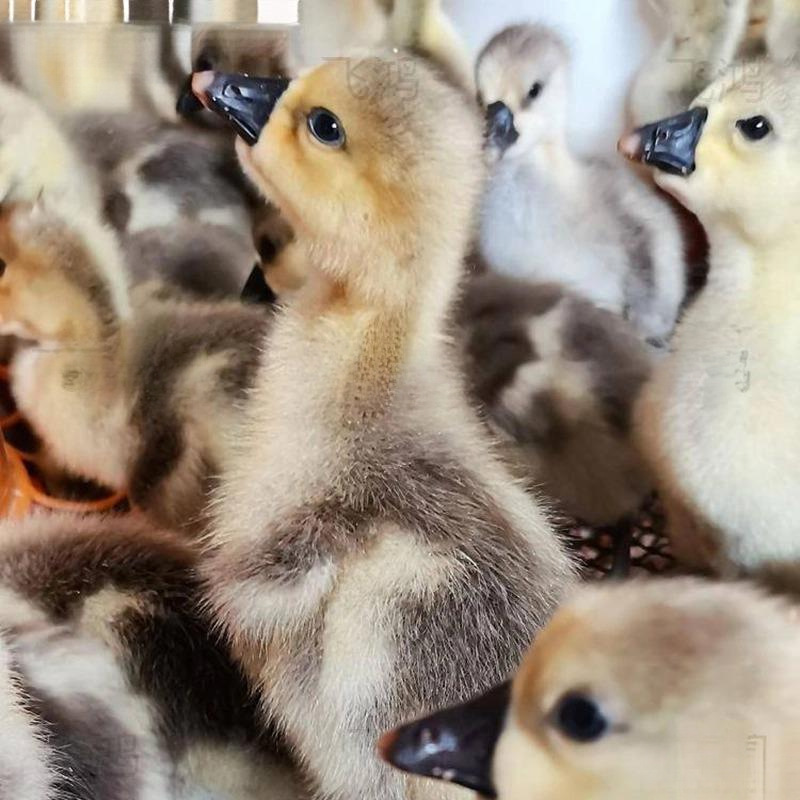 Аутентичная гусыня Львиная голова 0.5кг Экстра большая гусыня Львиная голова Маленькая гусыня Чистокровная большая гусыня полфунта