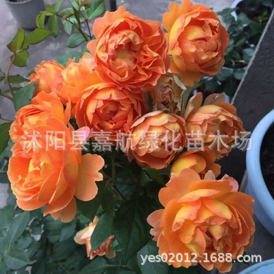 Rose Flower Seeds Climbing Rose Flower Seeds Bloom All Year Round Climbing Vines Climbing Flower Plants Flower Sea Landscape Flower Seeds