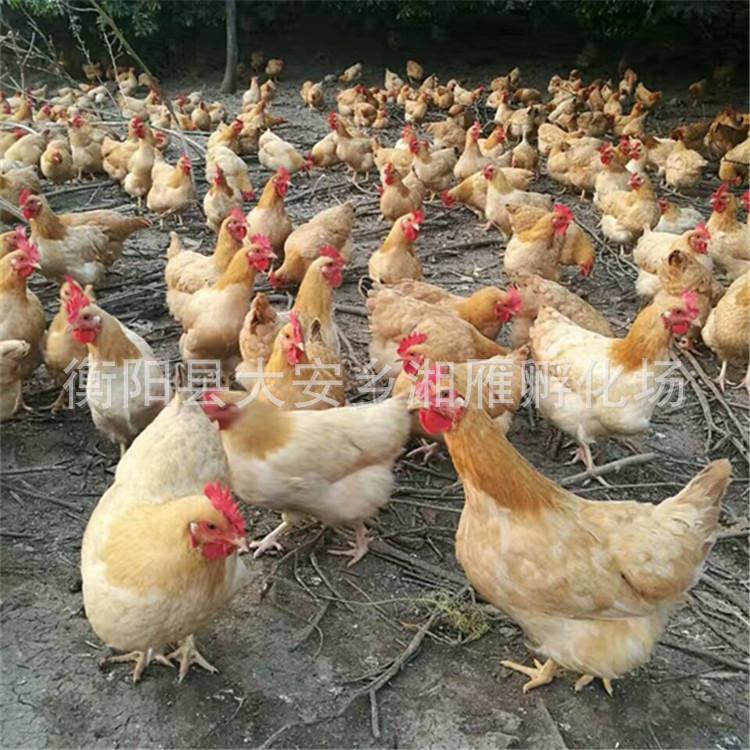 One-Day-Old Loess Chicken Seedlings, Female Seedlings, Mixed Seedlings, Three Yellow Chickens, Hengyang Xiang Loess Chicken Seedlings, Local Chicken Small Species, Pure Thin and Tall Legs