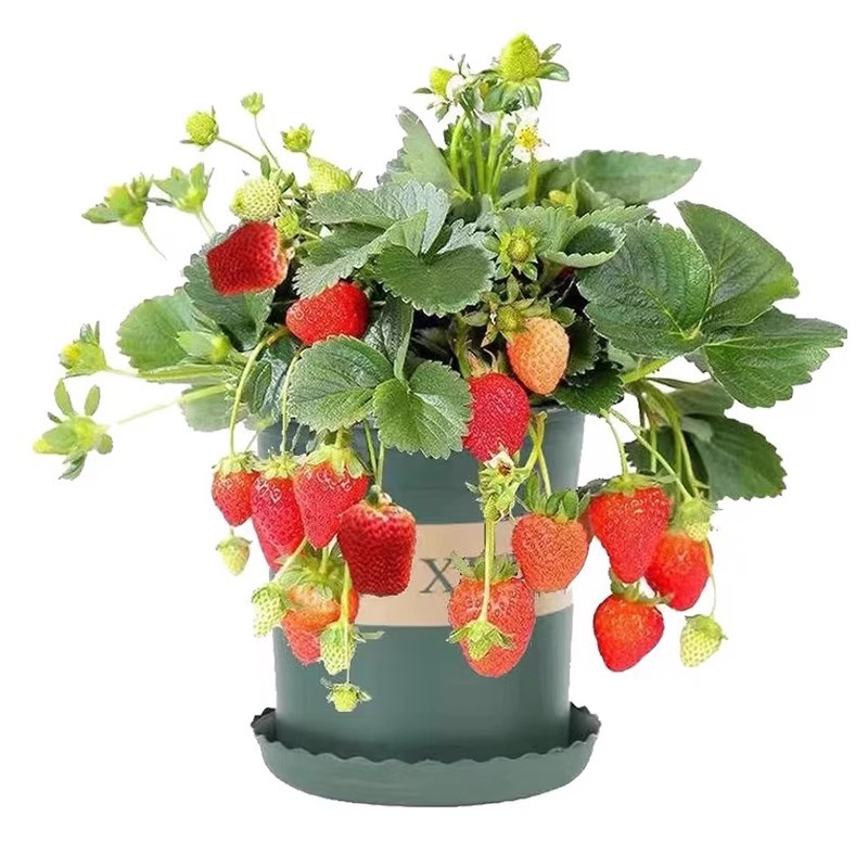 Strawberry Seedlings, Cream Strawberry Planting, Four-Season Fruiting Potted Courtyard Balcony Indoor Strawberry Seedlings Cup Seedlings