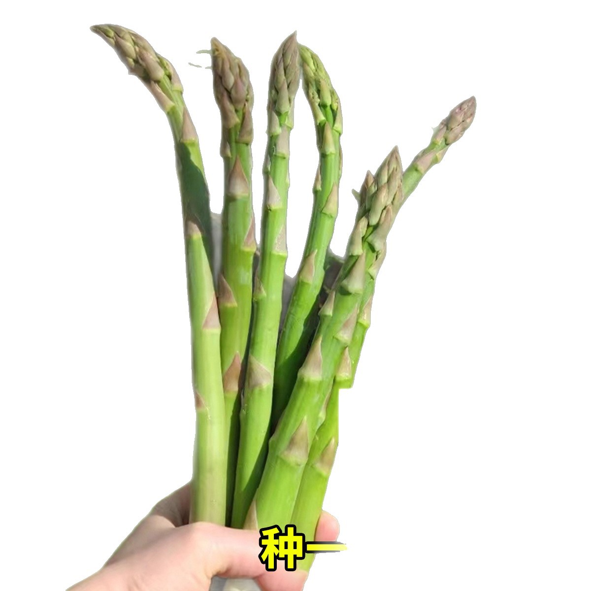 Freshly Dug Asparagus Root Seedlings, New Asparagus Seedlings for Planting in All Seasons, Vegetable Seedlings for Consumption, Garden Seedlings, Potted Asparagus Seeds