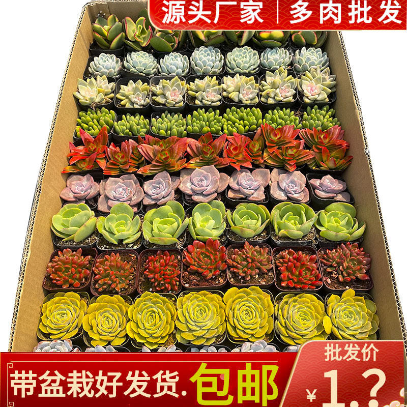 Succulent Base Succulent Plant Wholesale Rainbow Box Stall Succulent Plant Combination Succulent Plant with Pot Free Shipping