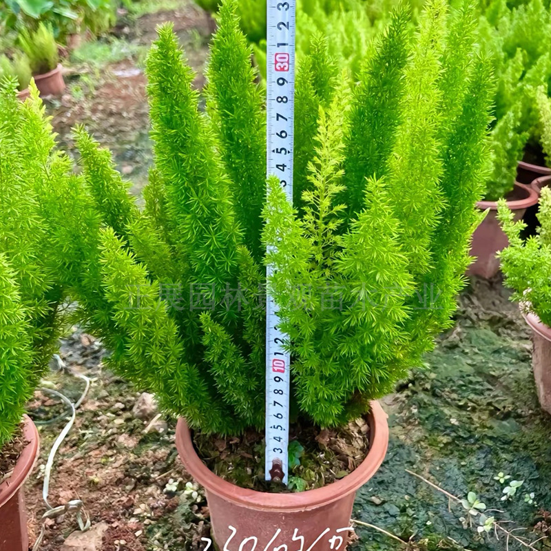 Wholesale Price of Fox Tail Asparagus, Loose and Breathable Soil, Drought-Resistant and Cold-Resistant, the First Choice for Landscaping, Large Quantity Discounts