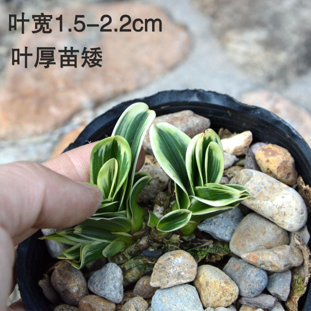 Карликовая орхидея с круглой головой и золотой каймой, четырехсезонная орхидея, сильный аромат, цветы и зеленые растения для балкона