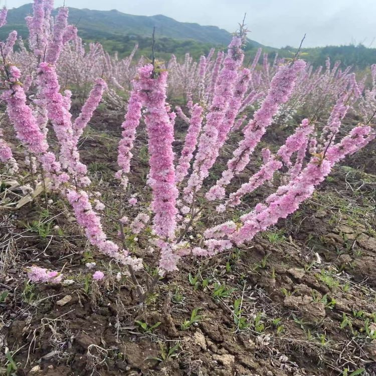 Liaoning Nursery Cold Fragrance Rose Four Seasons Rose Multi-Season Thorn Plum Cold Fragrance Rose Yellow Thorn Rose Three Seasons Blooming Color Powder