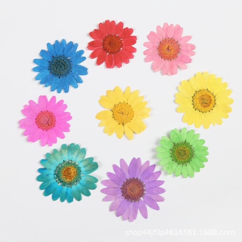 White Crystal Chrysanthemum Dried Flower Embossed Handmade diy Plant Specimen pressedflower Real Tree Hand Account Activity Supplies