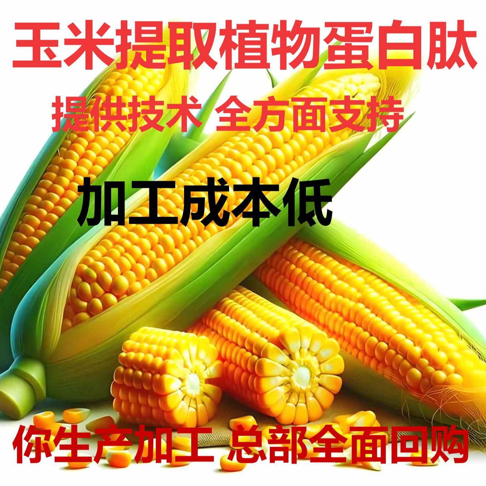 Grain-To-Gold Plant Protein Peptides Are Deeply Processed with Full Attention, Providing Support for Entrepreneurship, Technical Support, and Repurchase Support