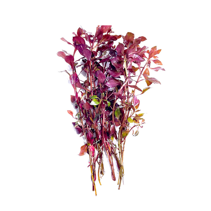 Purple lilac water grass plant real grass fish tank water grass landscape fish grass tank green plant novice lazy person fish Rear View Grass