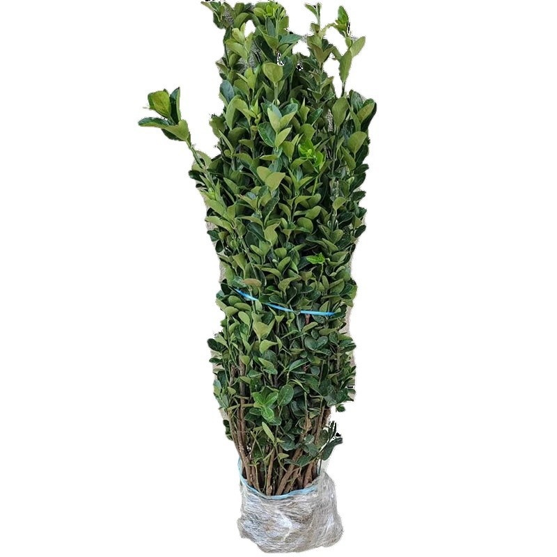 Small-Leaf Boxwood Seedlings, Melon Seeds, Boxwood Ball Seedlings, Courtyard Fence Greening, Single-Pole Boxwood Saplings, Large-Leaf Boxwood Holly Seedlings