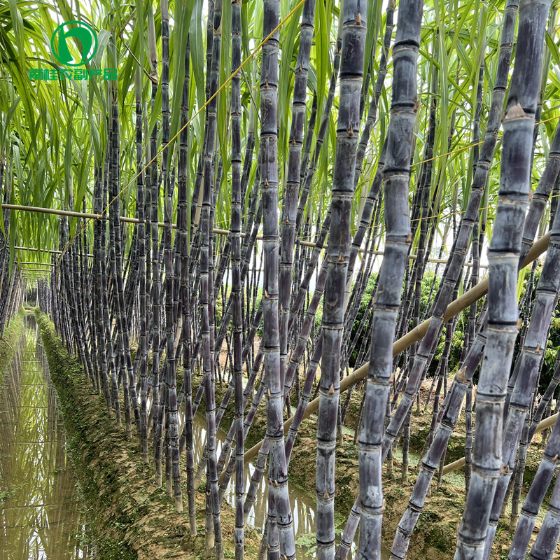 黑皮甘蔗新鲜水果脆甜多汁甘蔗产地直供量大从优