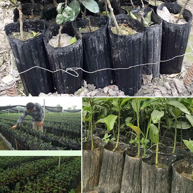 Nutrition Pot Nursery Cup Navel Orange Cup Citrus Cup Thin Rectangular Black Thickened and Highened Plastic Planting Pot Nursery Pot