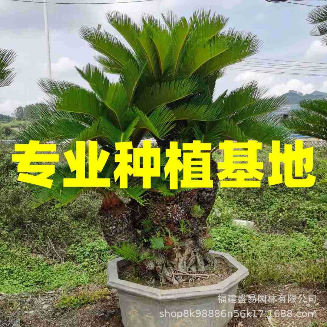 Бонсай из железного дерева Фуцзянь, оптовая цена на железное дерево, многоголовое железное дерево, крупное основание железного дерева