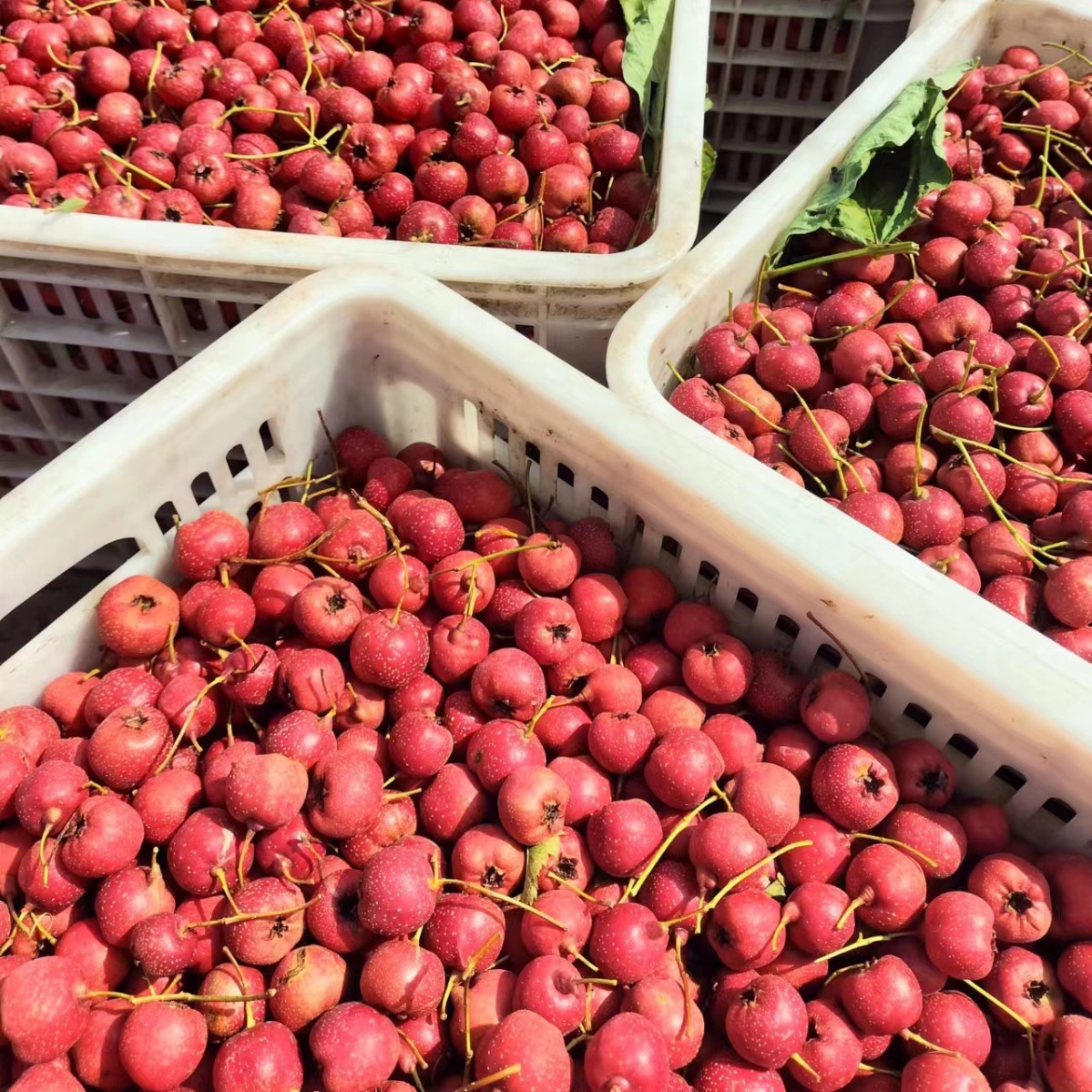 Big Five-Lobed Hawthorn, Large Fruit. 30 to 40 Pieces, Wholesale from the Place of Origin. 2025 New Arrivals.