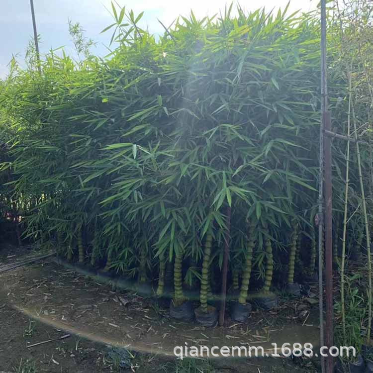 Buddha Belly Bamboo Potted Courtyard Outdoor Large Green Plant Florals Luohan Bamboo Potted Indoor Four-Season Ornamental Bamboo Plants
