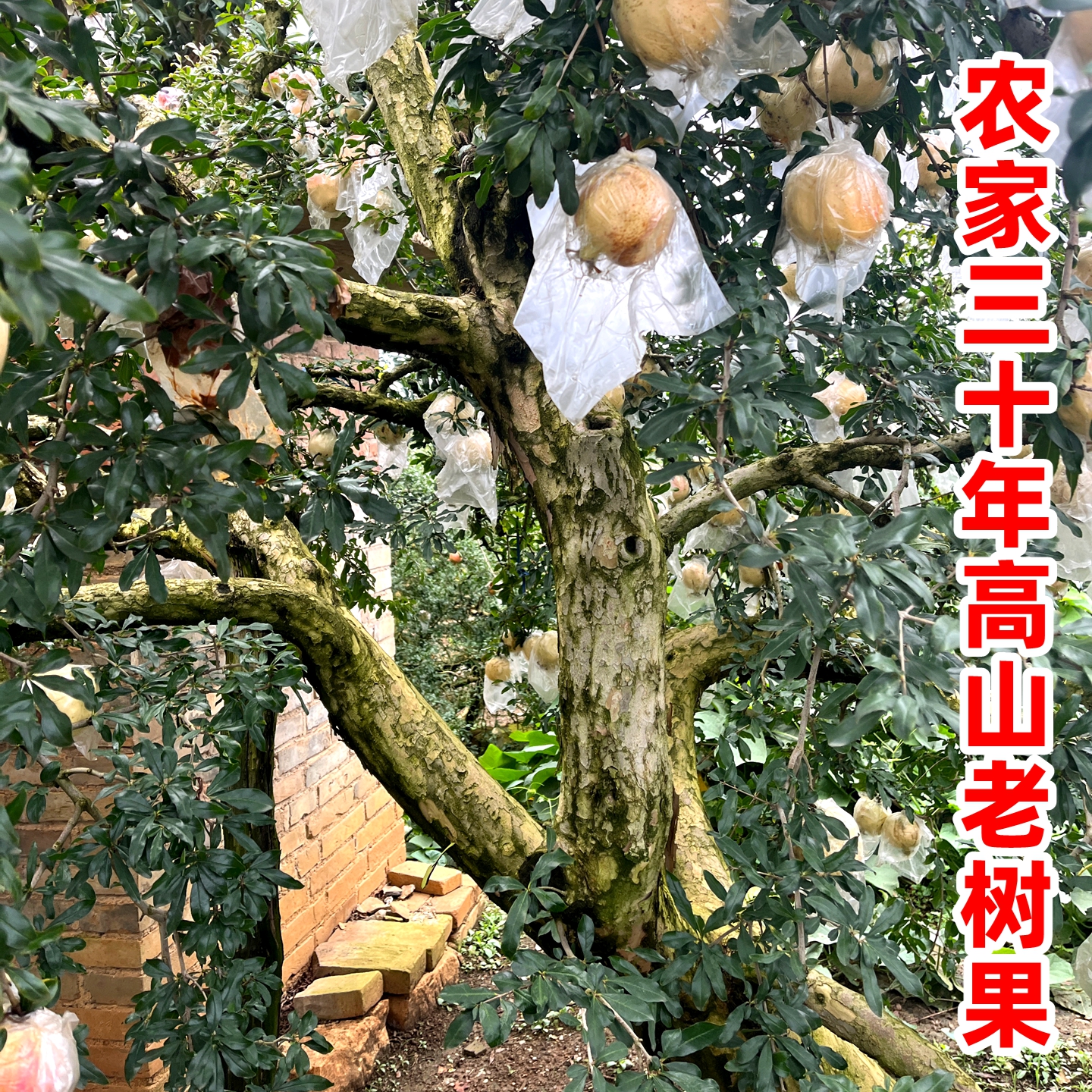 [Event] Yunnan Mengzi Pomegranate Nandai 1.5kg Freshly Picked Seasonal Hard-Seeded Sweet Pomegranate Fresh Fruit for Pregnant Women