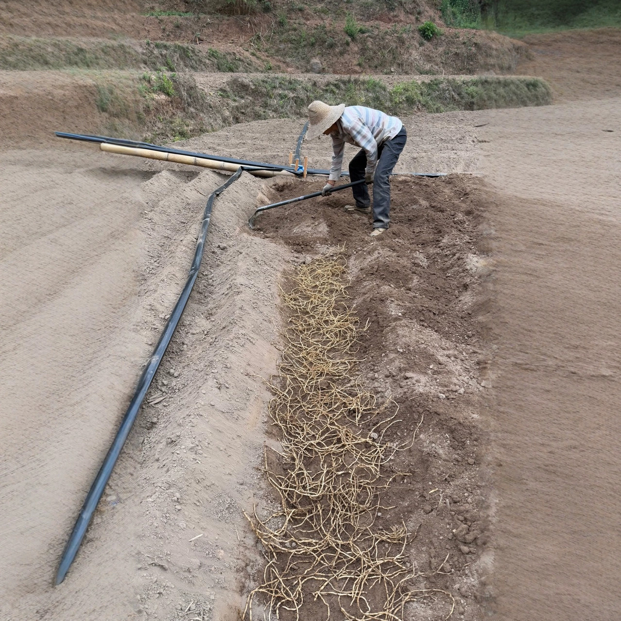 Yunnan Houttuynia Cordata Folded Root Root Seed Seedling Old Root Seed with Soil Wholesale