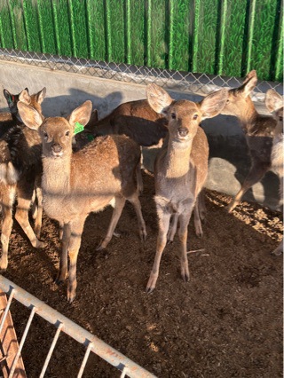 Live Sika Deer for Sale in Scenic Spots, Interactive Sika Deer Wholesale, Popular Photo Spots