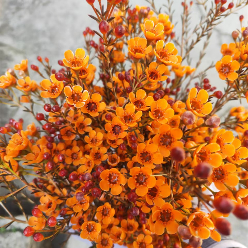 Wholesale of Wintersweet Flowers, Australian Wintersweet, Direct Supply of Yunnan Flowers, Silver Willow Wedding Florist Stall Flowers, Community Group Purchase Supply