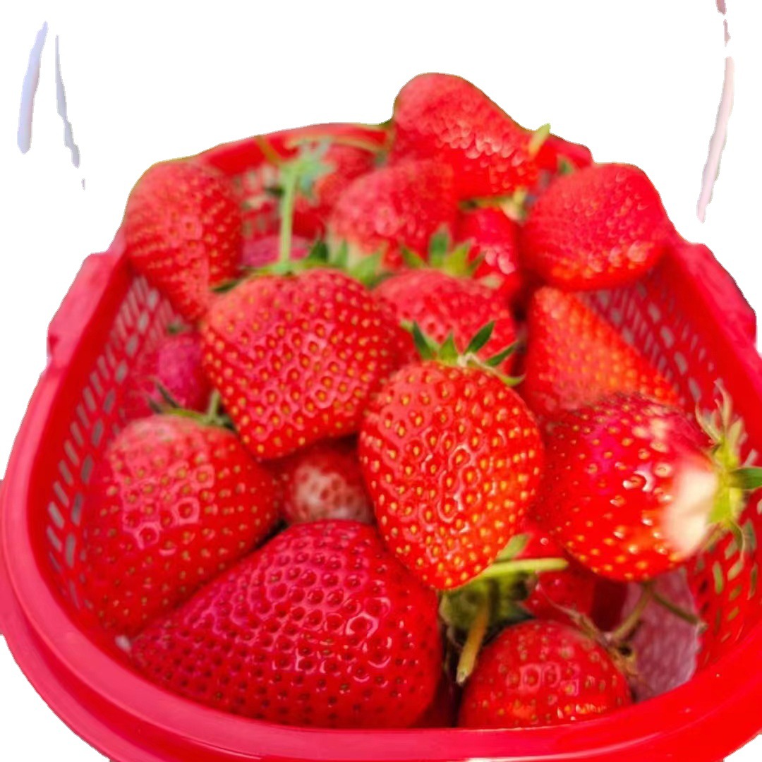 Four Seasons Strawberry Seedlings, Cream Red Strawberry Seedlings, Strawberry Potted Plants Planted in Greenhouses, Cream Grass That Bears Fruit in the Same Year