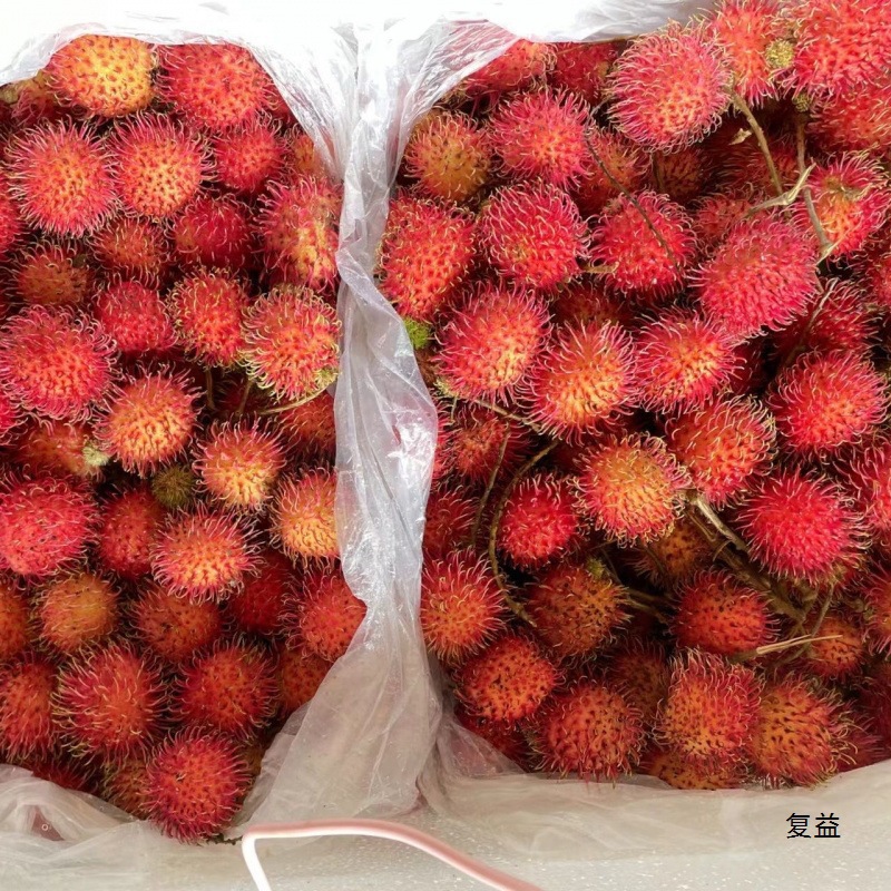 Fresh Rambutan Fruit, Tropical Fresh Fruit, Bad Fruit Will Be Compensated if Picked Now