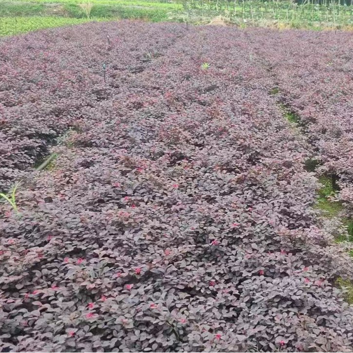Саженцы дерева Хонгцзи для озеленения, саженцы в чашках Хунхуа Цзиму, оптовая база, прямые волосы, шарики