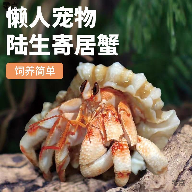 Простые в уходе крабы для начинающих: крабы-отшельники, маленькие крабы-отшельники в форме боба, пресноводные ползущие питомцы, мини-крабы, подходящие для аквариумов, для ленивых энтузиастов