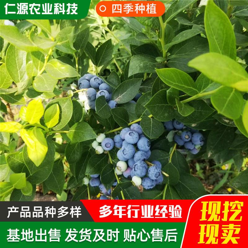 Саженцы голубики в наличии, четырехсезонные фруктовые деревья, крупные саженцы Mist Rabbit Eye с плодами для севера и юга