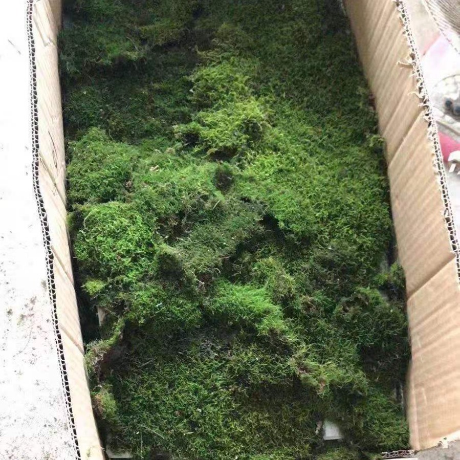 White Grass Turf Moss Short Velvet Big Gray Moss Garden Landscaping Micro-Landscape Material Moss Micro-Landscape