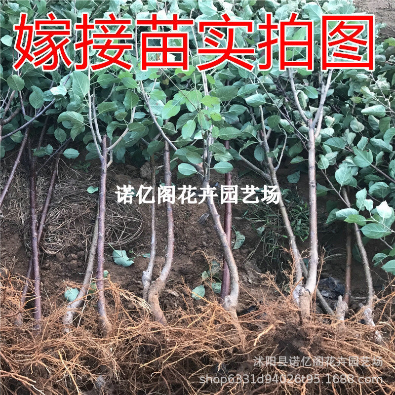 Grafted Gala Apple Tree Seedlings, Early-Maturing Red Apple Saplings, Potted Plants in the North and South Courtyards, and Fruit Planting