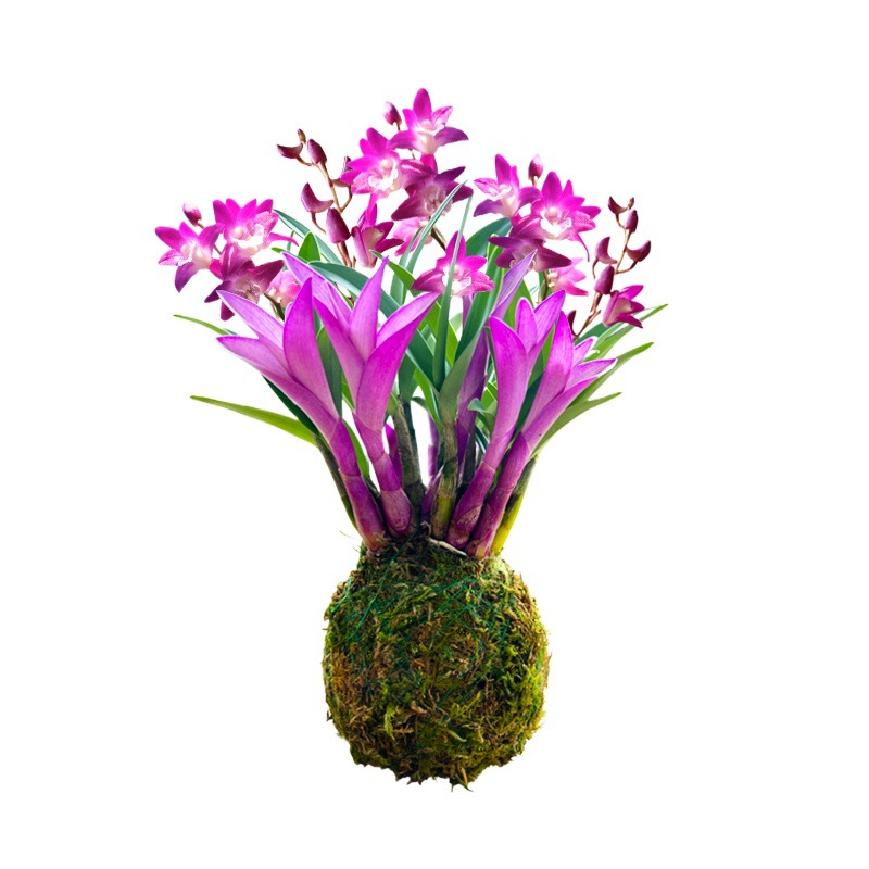Colorful Perfume Dendrobium Orchid Blooms Well in All Seasons and Is a Green Plant with Strong Fragrance. Dendrobium Green Plant Purifies the Air