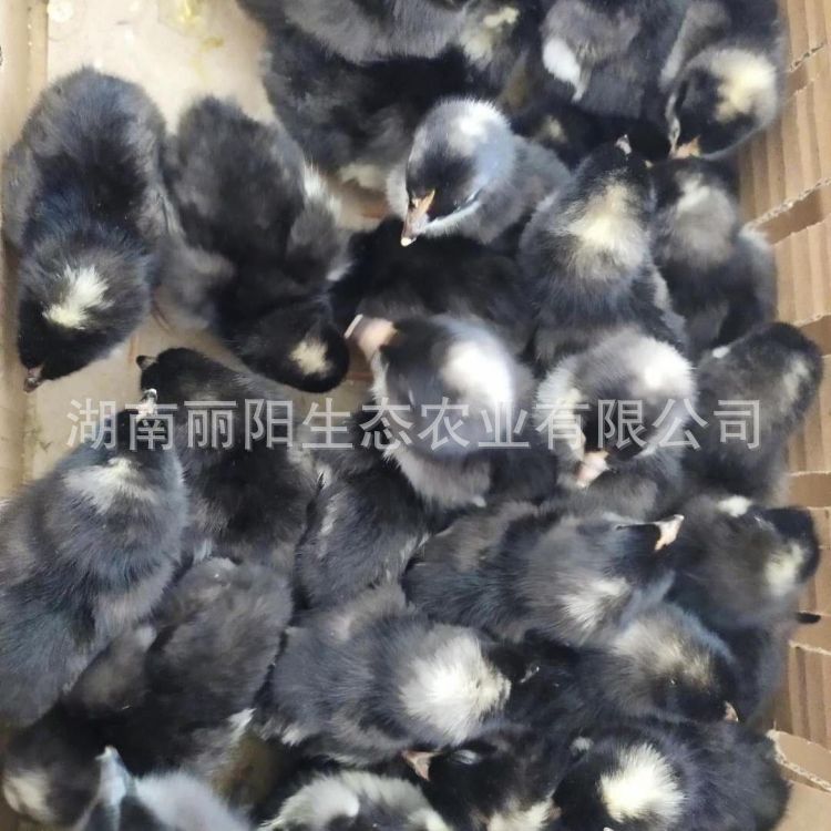 The Hatchery Factory Wholesales Live Large Black Reed Chicken Chicks and White Reed Chicken Chicks, Golden Reed Egg Chicken Chicks