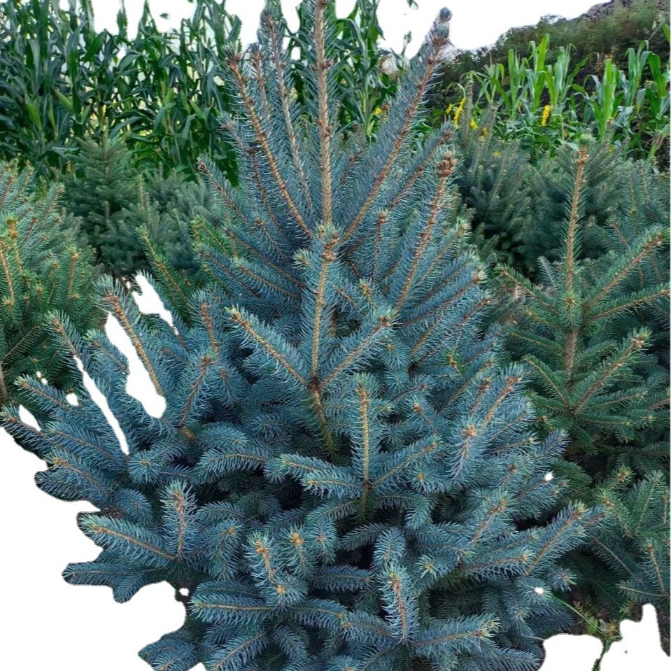 Spruce Spruce Tree Spruce Green Cutting Spruce 1 to 10m Tall Spruce Saplings Evergreen Trees All Year Round