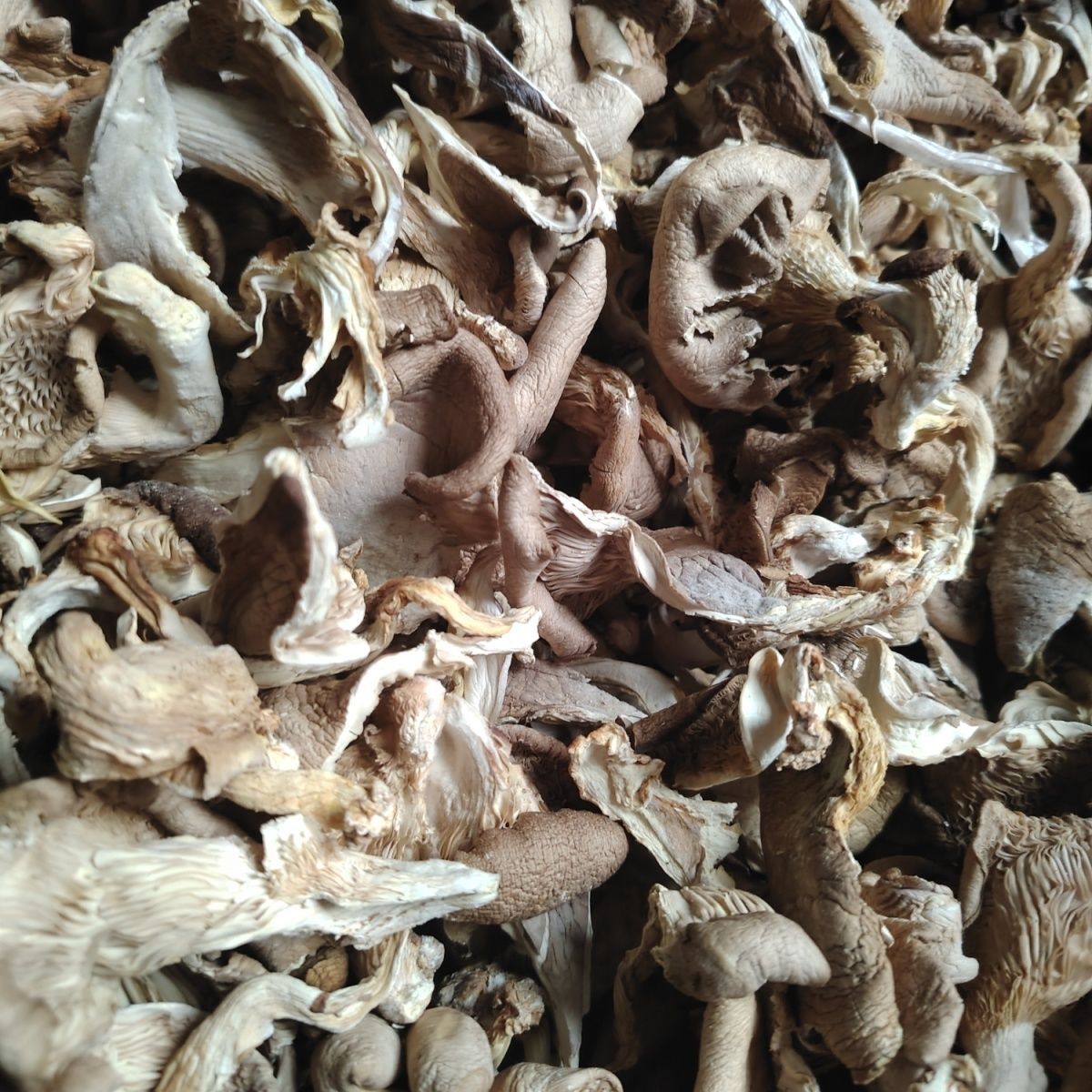 New Stock of Dried Oyster Mushrooms, Genuine Oyster Mushrooms, Farm-Raised Black Trumpet Mushrooms, Specialty Net Weight for Soup, Edible Fungi Wholesale, Whole Box