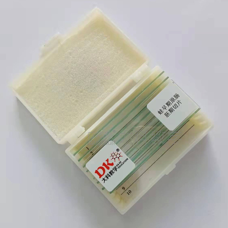 Daye Teaching Frog Original Intestinal Slicing Biological Slide Specimen Primary and Secondary Schools Special Microscope