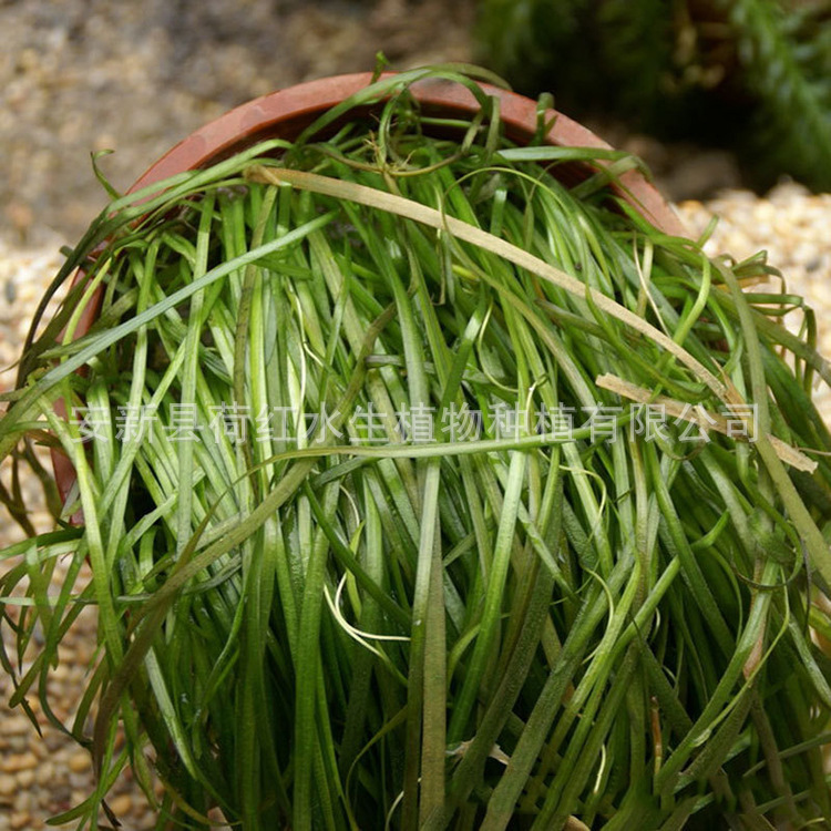 Base Wholesale Wetland Greening Rivers Embellish Courtyard Planting Aquatic Plants to Purify Water Quality Dwarf Bitter Algae Grass Seedlings