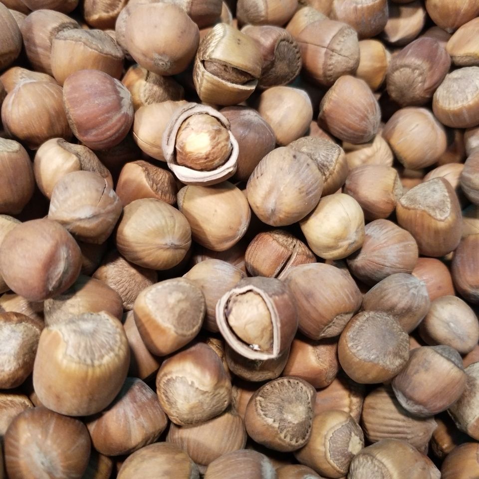 2025 New Hazelnuts from Northeast China, Small Hazelnuts with Plump Kernels and a Delicious Aroma, Freshly Roasted, Direct from the Source Factory, Free Shipping