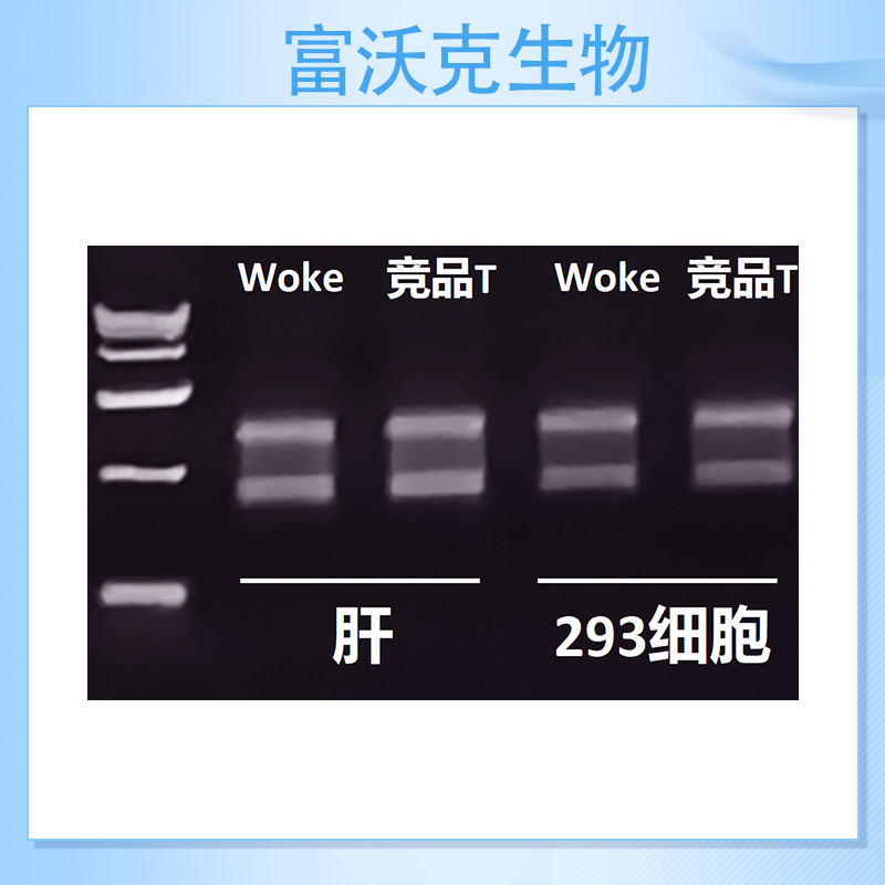 Organism/Cell Total Rna Extraction Kit Magnetic Bead Method 50t Total Rna Nucleic Acid Purification High Purity High Concentration