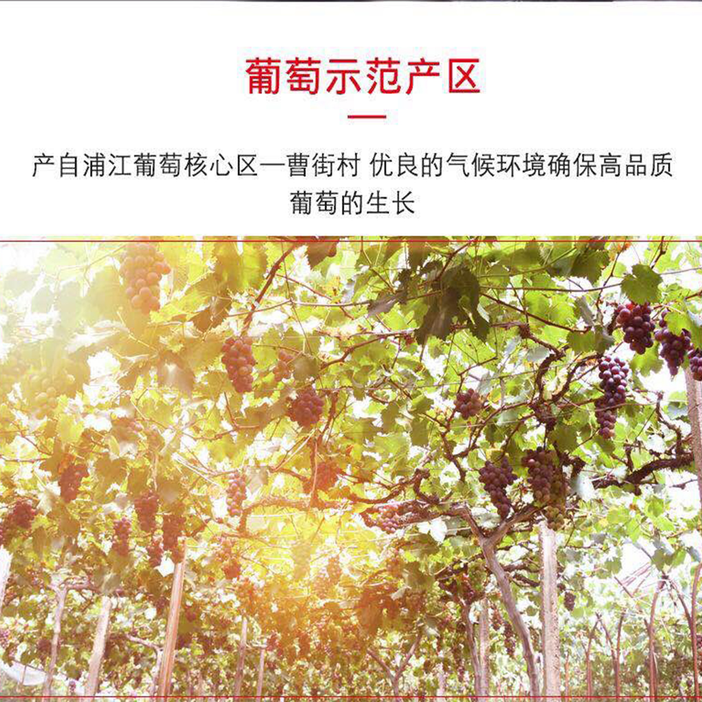 [Sf Cold Chain] Freshly Picked Authentic Pujiang Kyoho Grapes, Fresh, Large and Sweet Seasonal Fruits with Seeds for Gifts