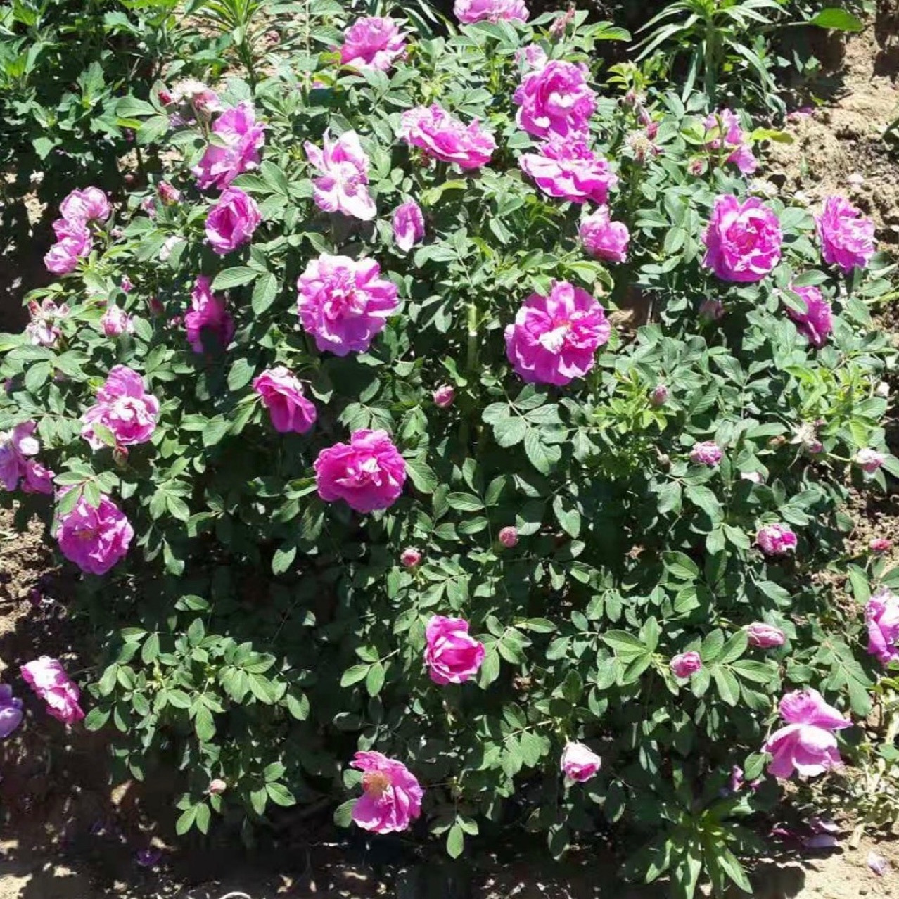 Liaoning Nursery Cold Fragrance Rose Four Seasons Rose Multi-Season Thorn Plum Cold Fragrance Rose Yellow Thorn Rose Three Seasons Blooming Color Powder