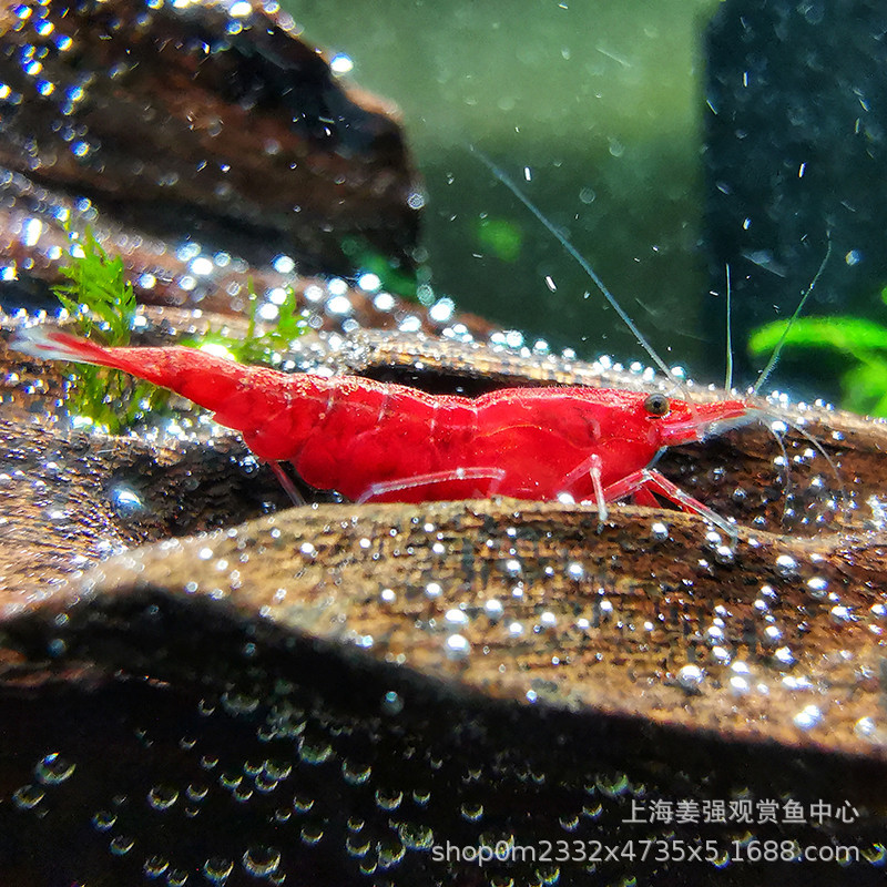 Tropical ornamental shrimp live freshwater Cherry Blossom Shrimp crystal set fire shrimp black shell shrimp remove algae pet grass tank live Wholesale Wholesale