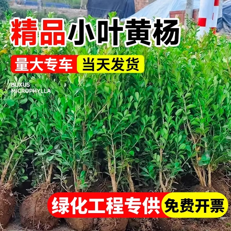 Small-Leaf Boxwood Seedlings, Melon Seeds, Boxwood Ball Seedlings, Courtyard Fence Greening, Single-Pole Boxwood Saplings, Large-Leaf Boxwood Holly Seedlings