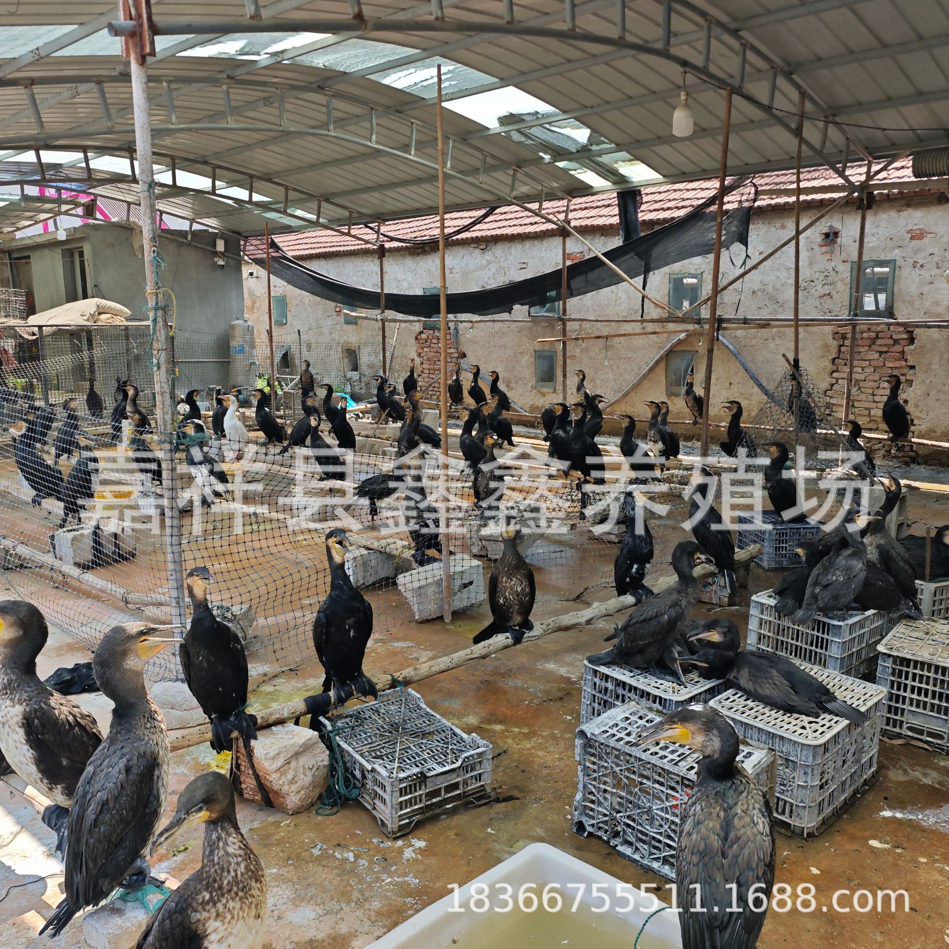 Osprey Live Rental and Sale, Osprey for Wetland Park Performance and Fish Catching Project, Purebred Osprey Live Seedling Price